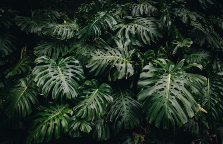 Foglie Monstera