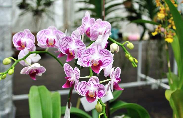 fioritura orchidea