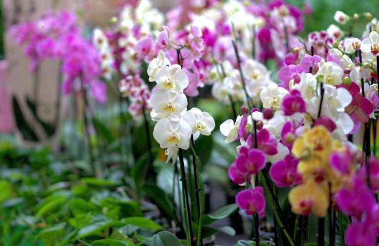 cura orchidee