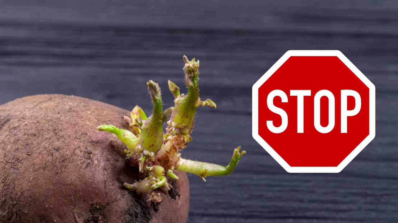 Come fare per evitare che le patate germoglino