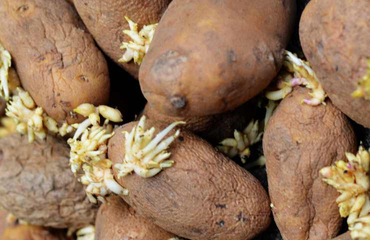 Come fare per evitare che le patate germoglino