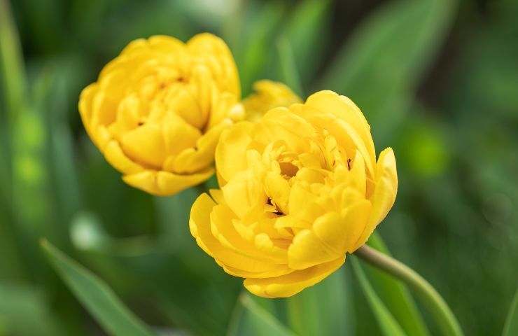 tipi di peonia