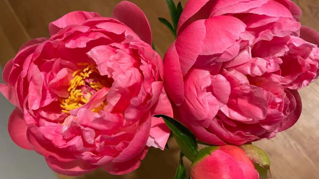 tipo di peonie