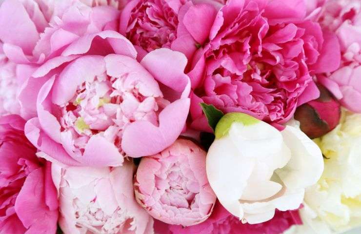 le più belle tipologie di peonie