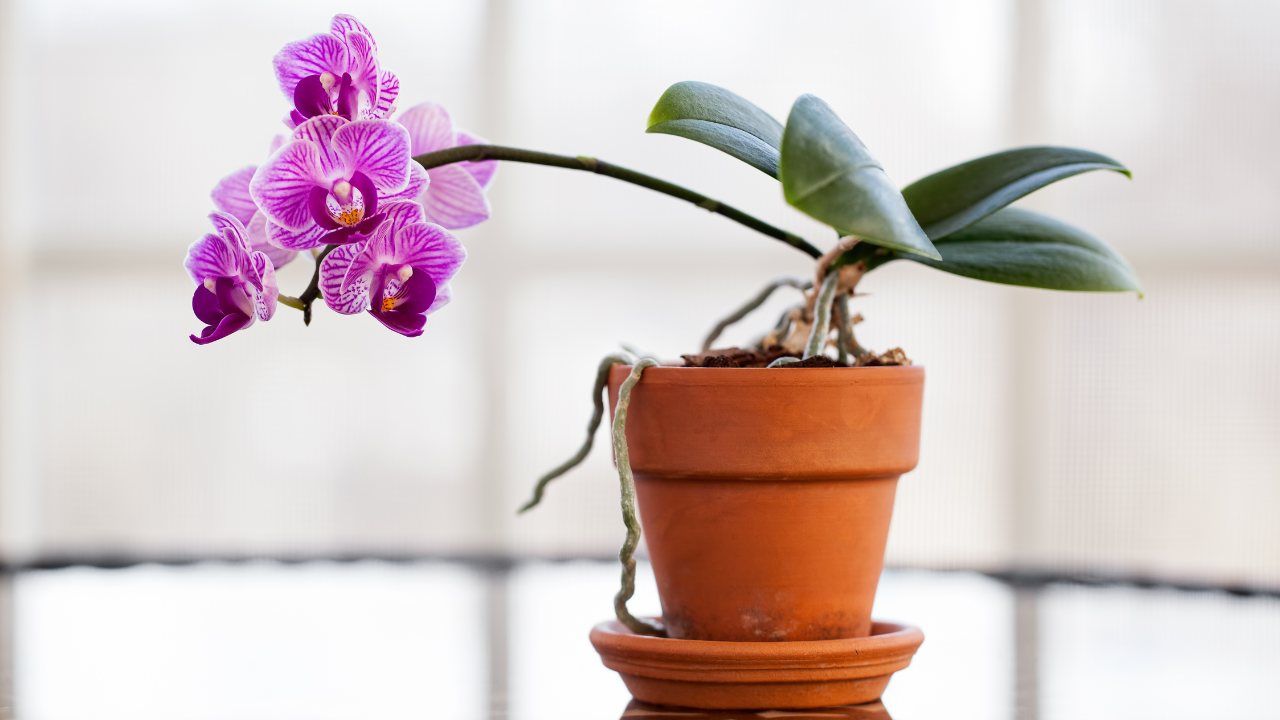 Orchidea metodo farla fiorire