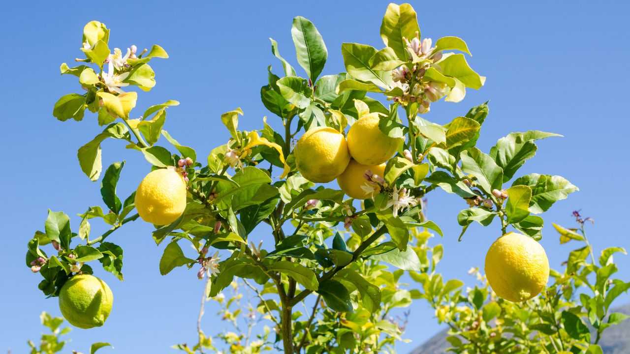 pianta limoni sta fiorendo