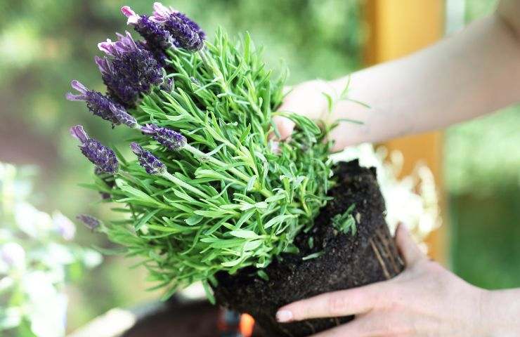 lavanda in balcone