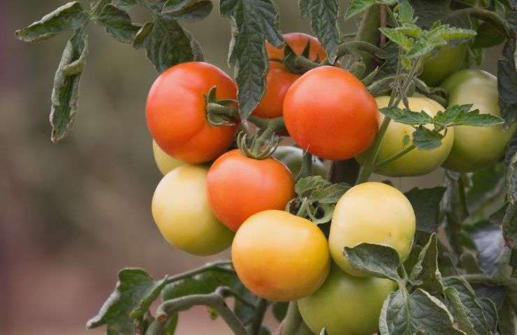 come coltivare pianta di pomodori