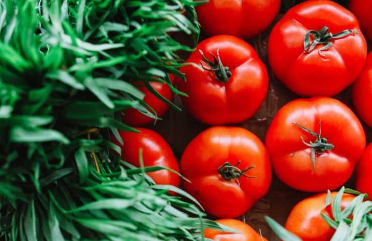 coltivare i pomodori nell'orto