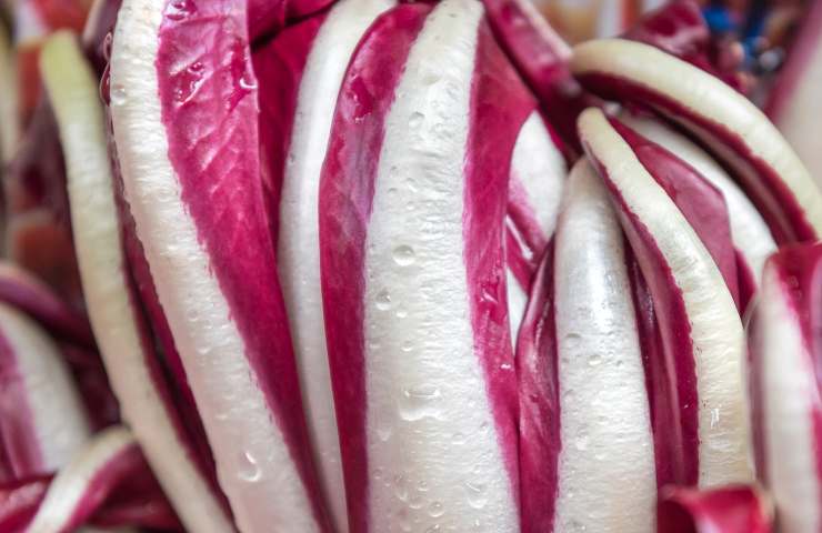 Quando mangiare il radicchio