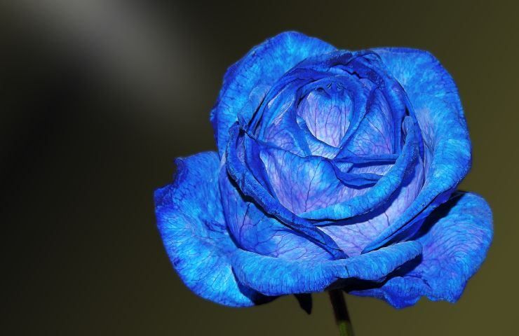 come realizzare una rosa blu