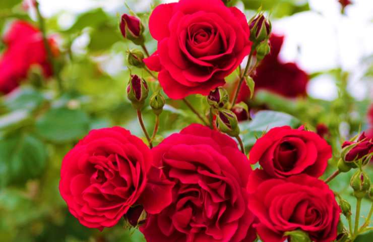 Coltivare rose