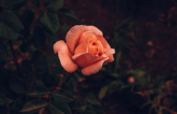 Coltivare le rose