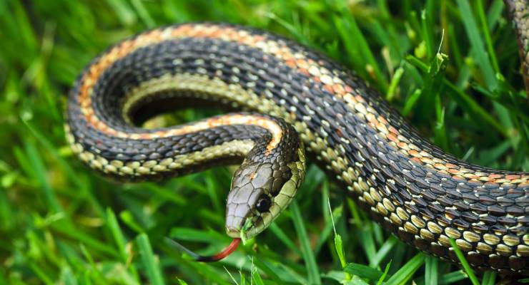 Come allontanare serpenti giardino