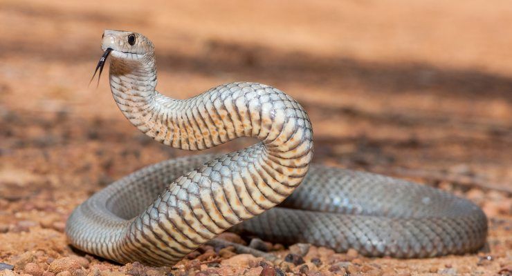 Allontanare serpenti giardino orto