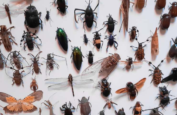 Spray contro insetti