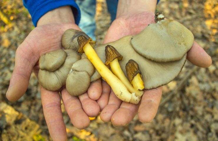 Tipi di funghi