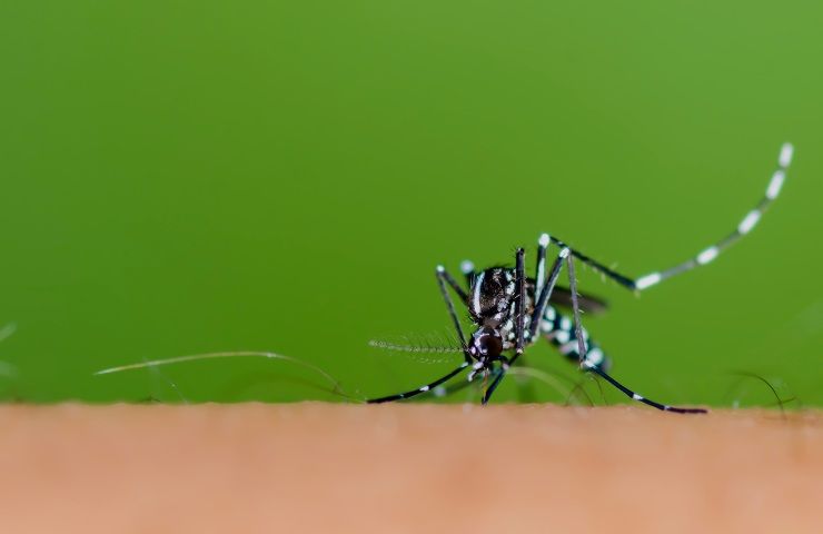 Cosa fare per non farsi pungere dalle zanzare