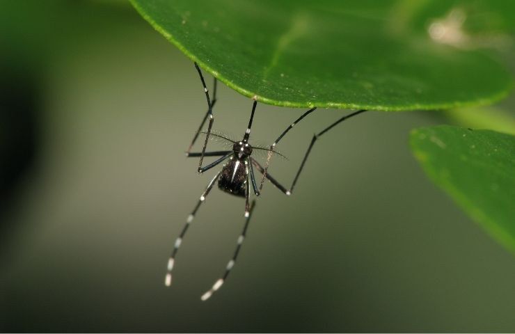 profumo cocco allontana zanzare