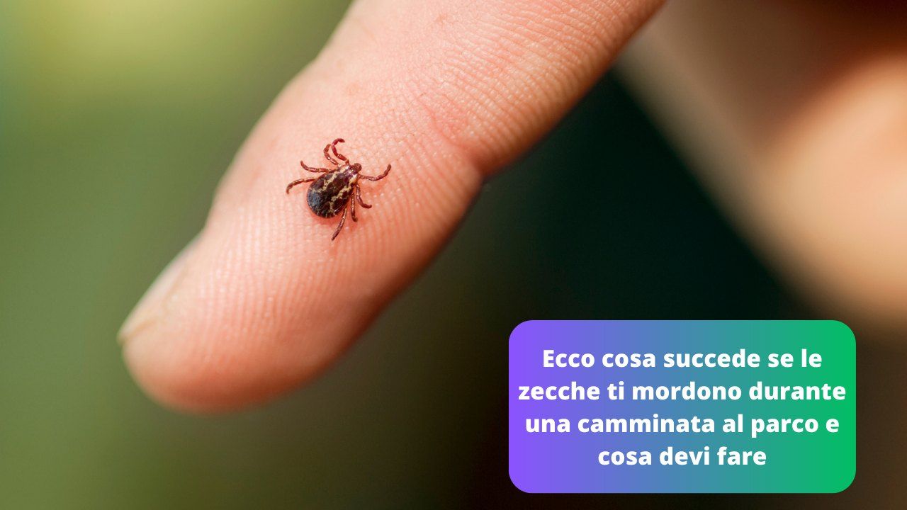 Zecche mordono cosa fare