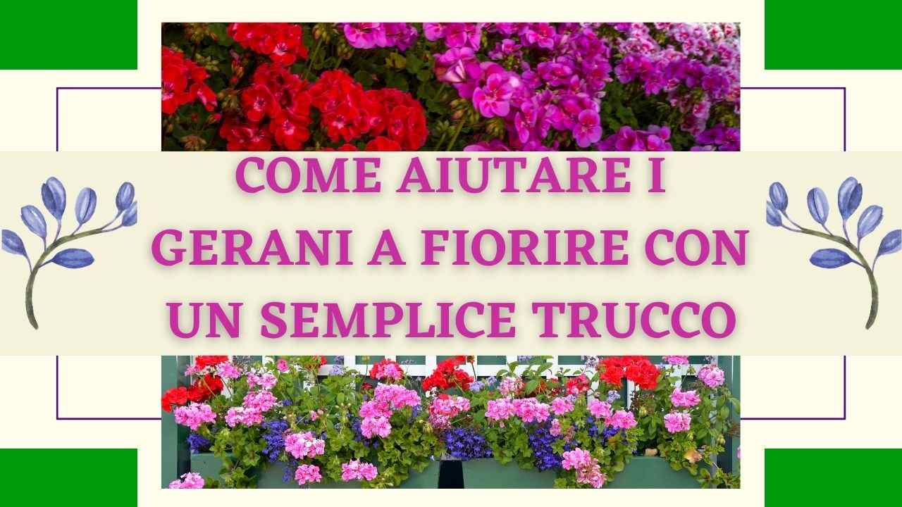 aiutare gerani fioritura