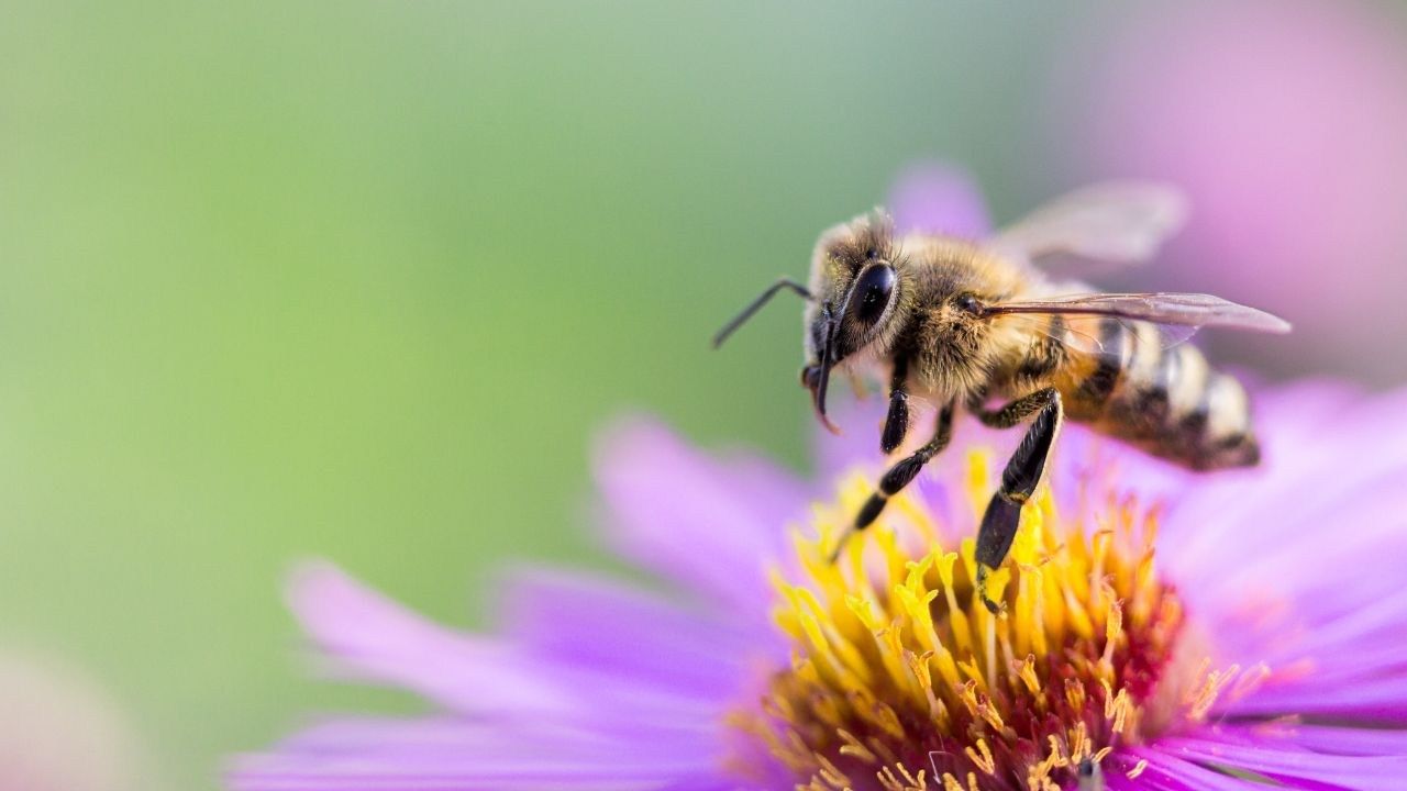 api polline