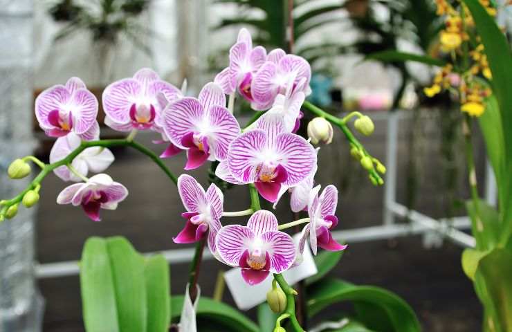 orchidea 