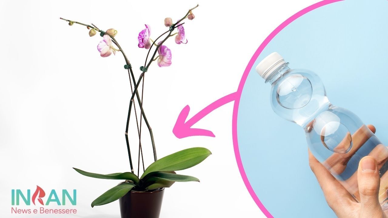 orchidea fertilizzante