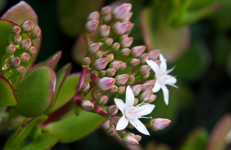 fiori albero giada