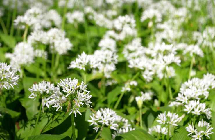 Quali erbe e fiori selvatici avere in casa