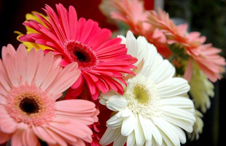 curare gerbera