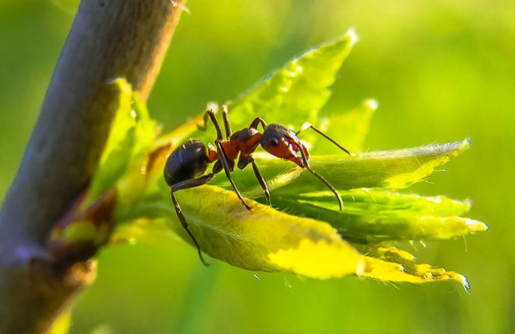 pollice verde piante formiche