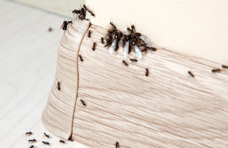 rimedio naturale addio formiche