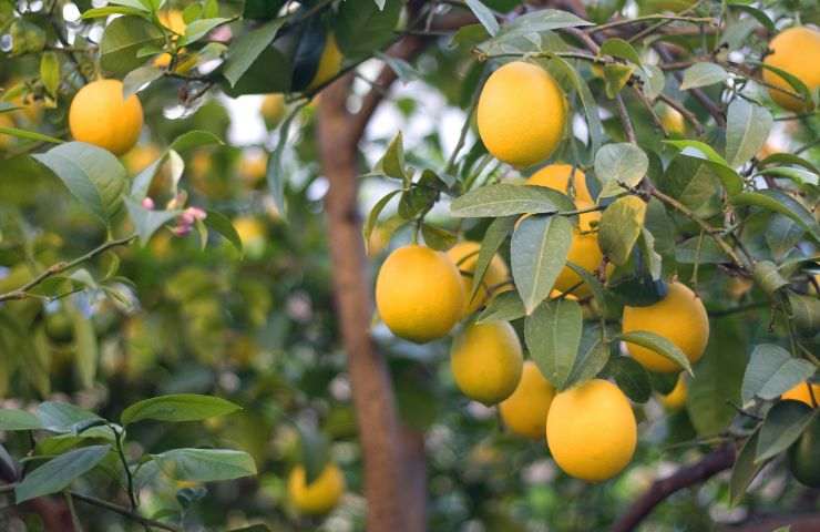 limoni