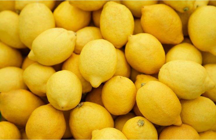 limoni raccolta malattia