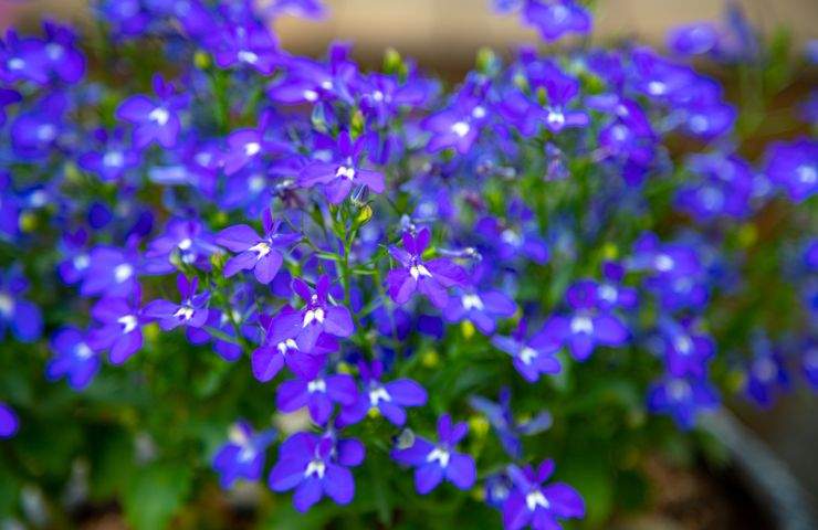 lobelia pianta