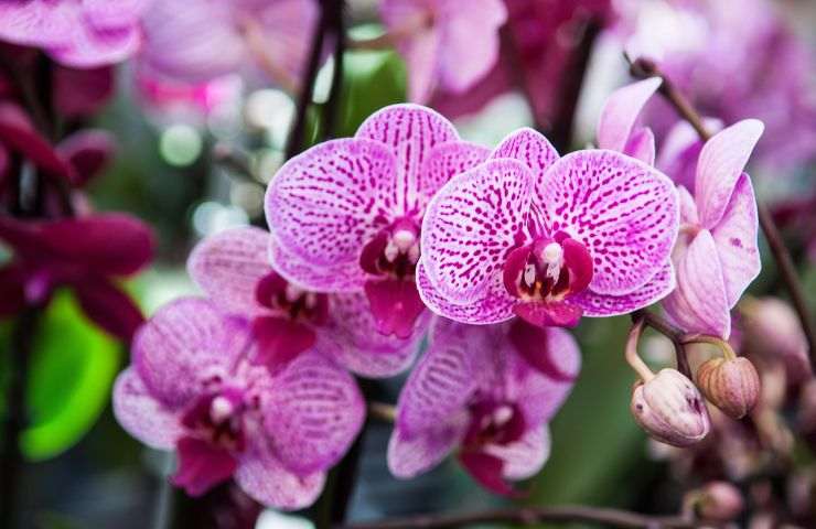 orchidea cura