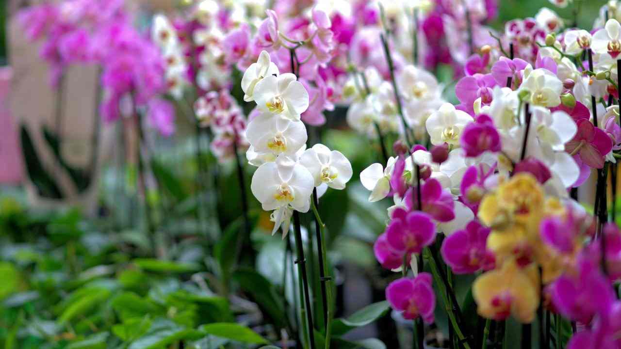 orchidee coltivazione