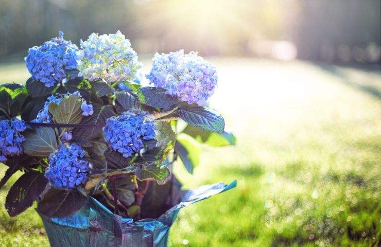 ortensie