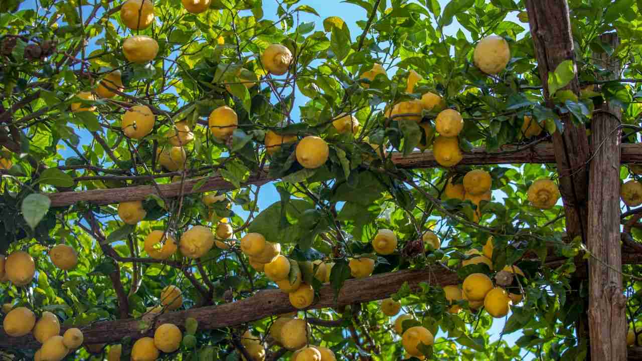 pianta limone curiosità