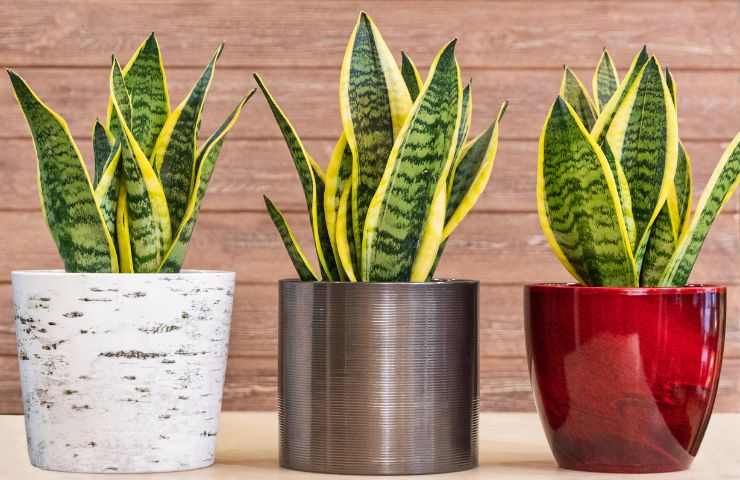 sansevieria cosa fa