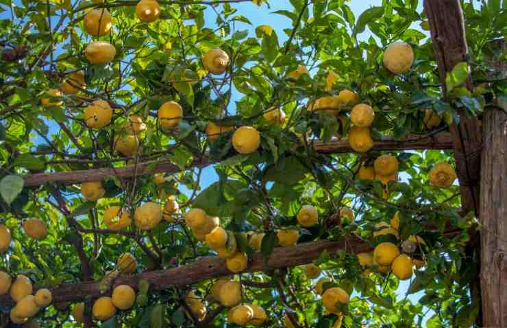 giardinaggio limoni pianta
