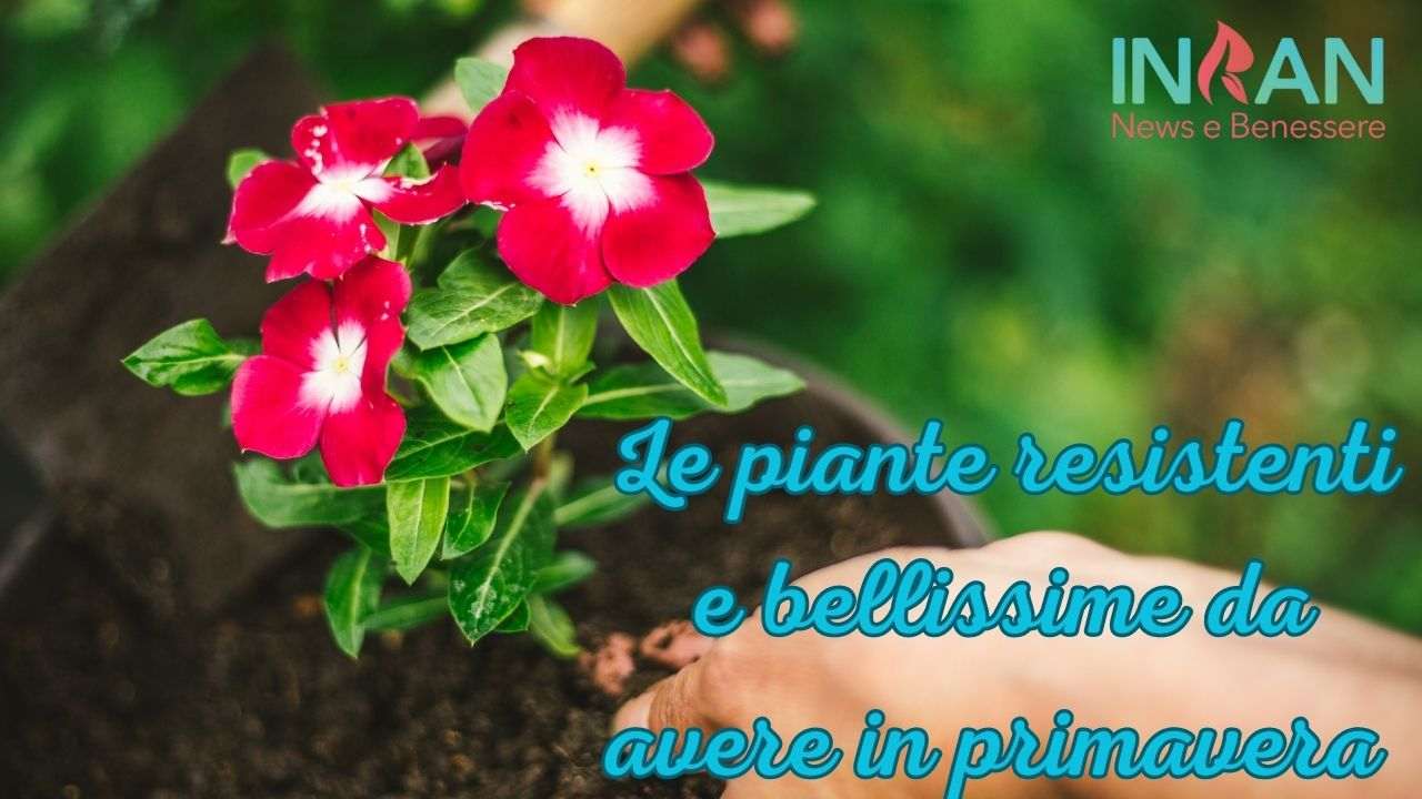 piante resisenti