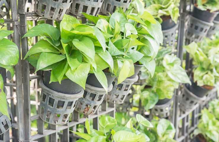 curare pothos