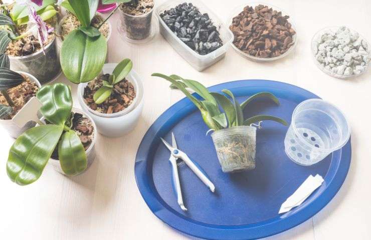 probemi orchidee soluzione