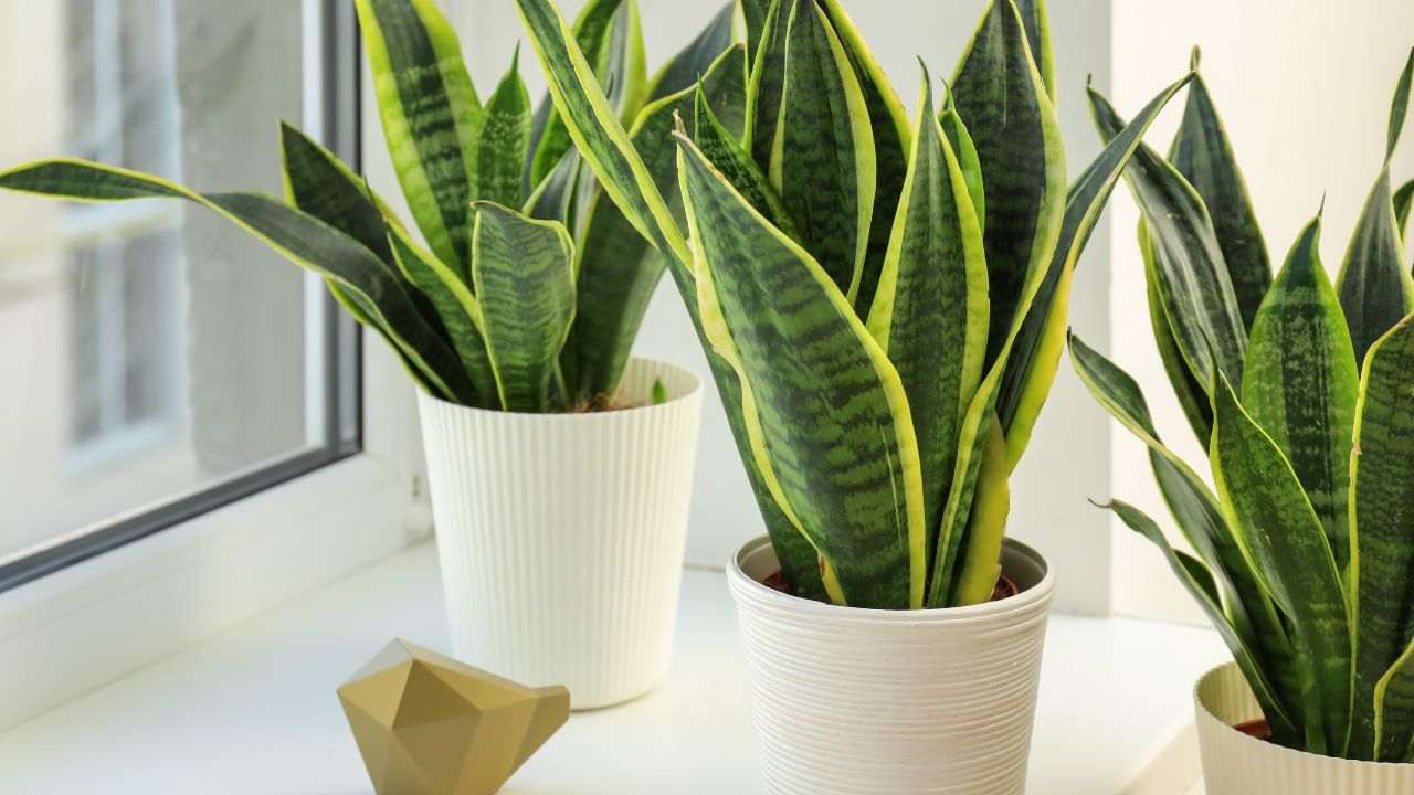 sansevieria proprietà pianta