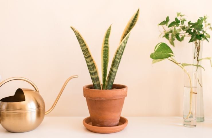 piantina di sansevieria