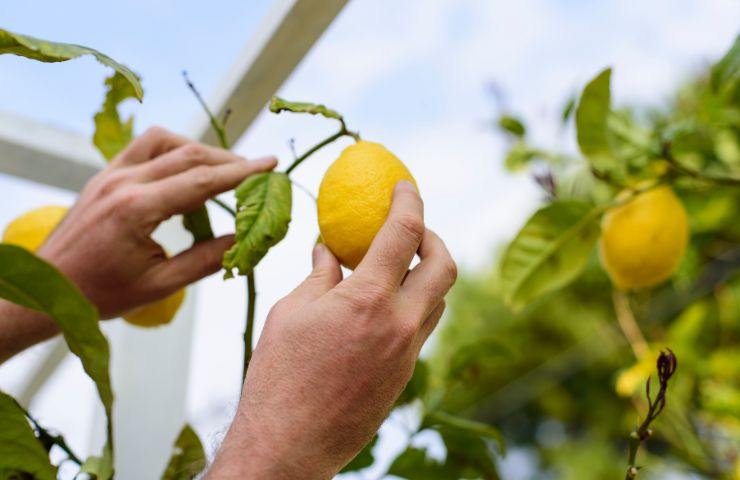 pericolo raccolta limoni