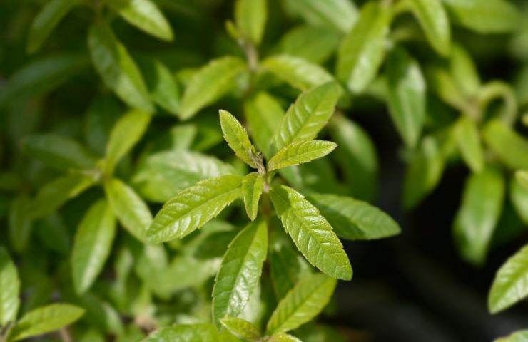 verbena limone