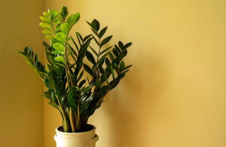 zamioculcas pianta